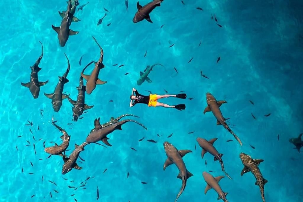 the crown beach hotel