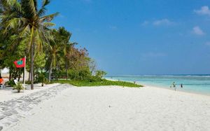 coconut tree beach hulhumale hulhuvilla